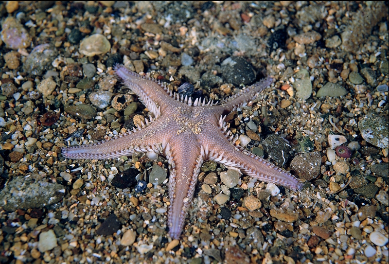 Astropecten platyacanthus